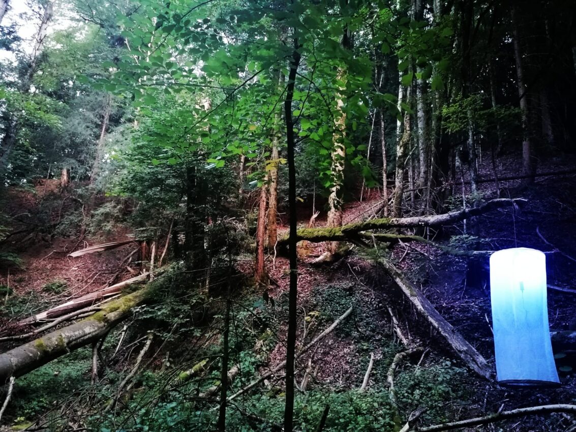 Forschung Naturwaldreservat Rohrach - Nachtleuchten für Insektenkartierung