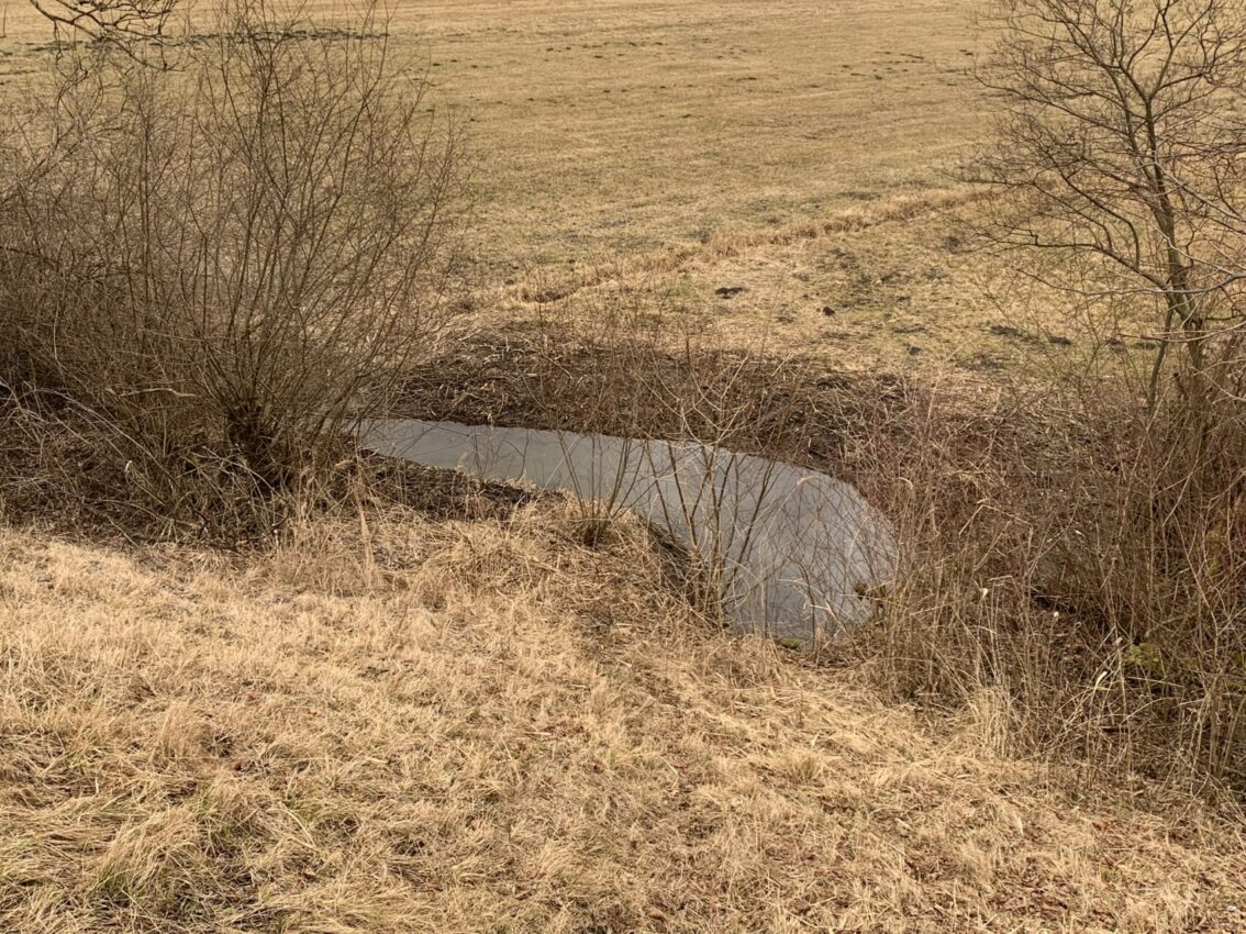 Feuchtbiotop im Bereich der Seelache