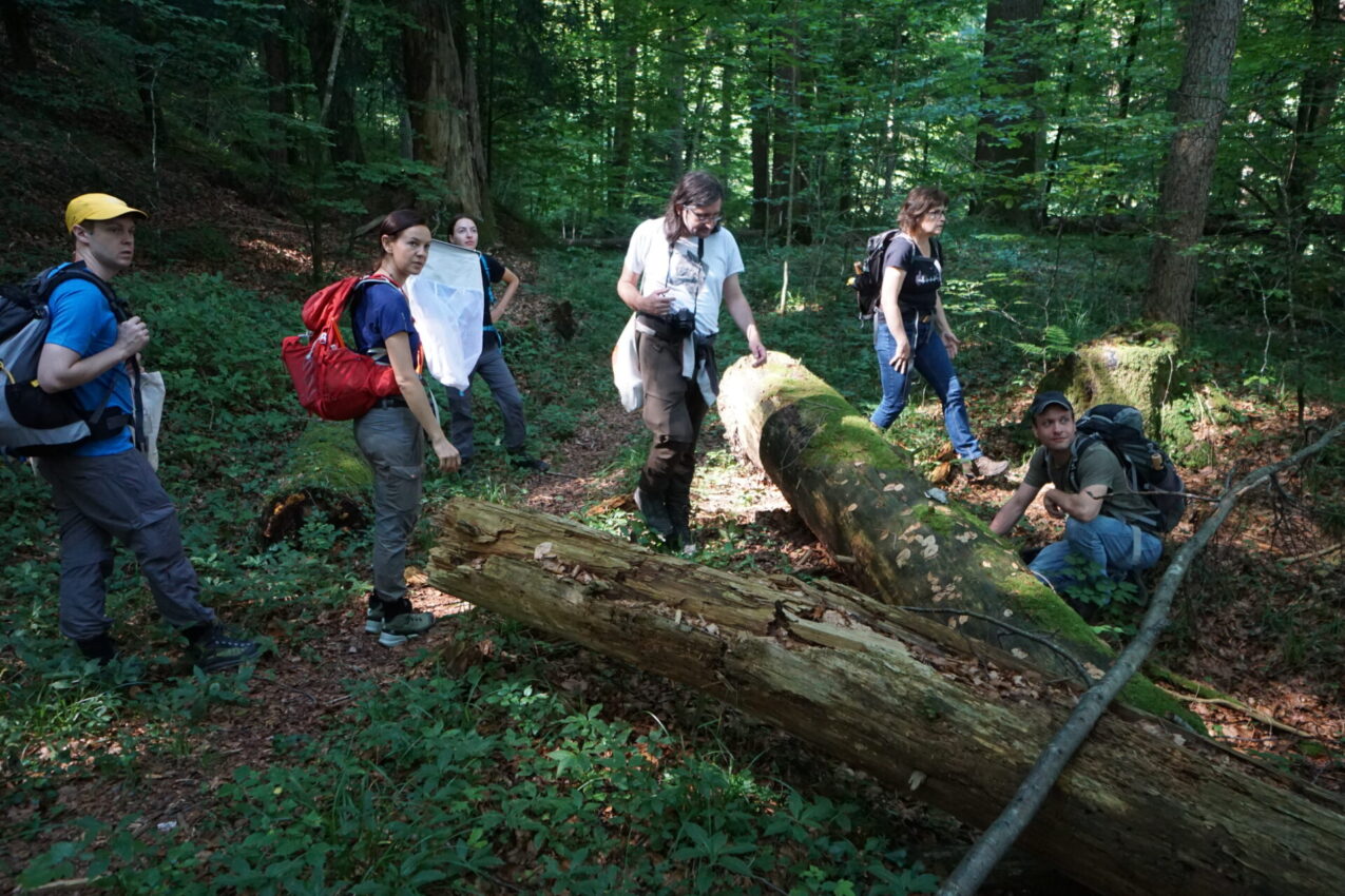 Forschung Naturwaldreservat Rohrach - Kartiertrupps im Feld