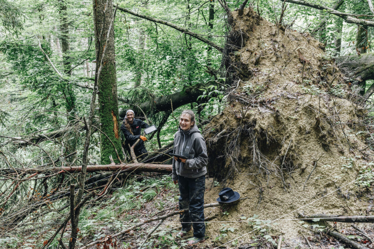 Forschung Naturwaldreservat Rohrach - Kartierungen