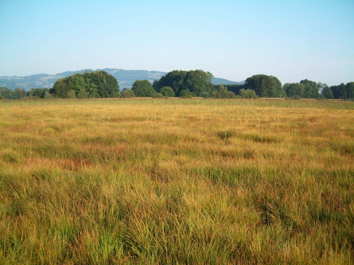 Niederwüchsige Streuwiesen im Gsieg © UMG