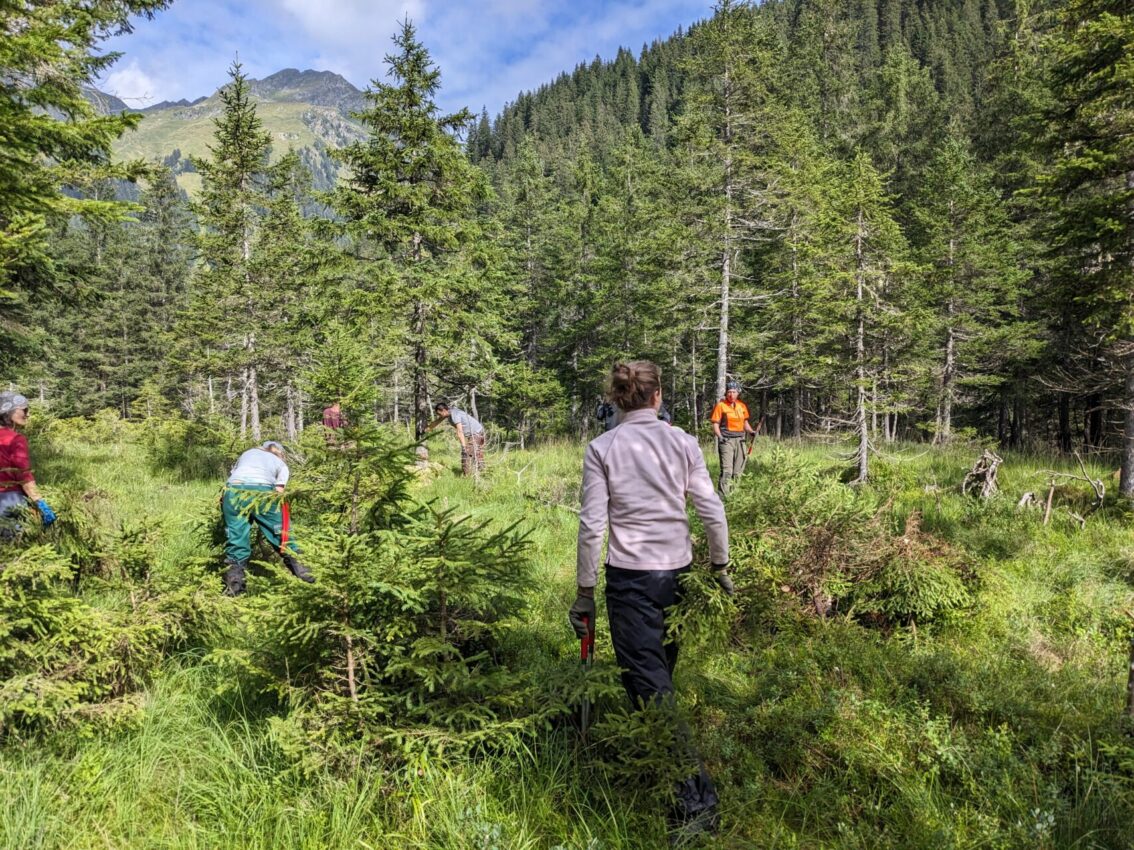 Das Schweizer Bergwaldprojekt im Verwall bei der Moorpflege