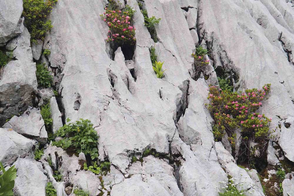 Bewimperte Alpenrose © RM Europaschutzgebiete