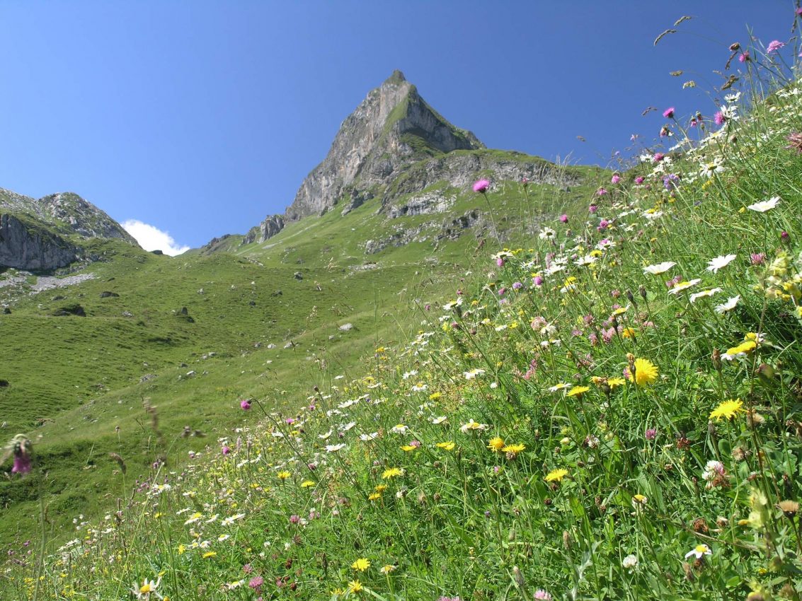 Alpine und subalpine Kalkrasen © UMG
