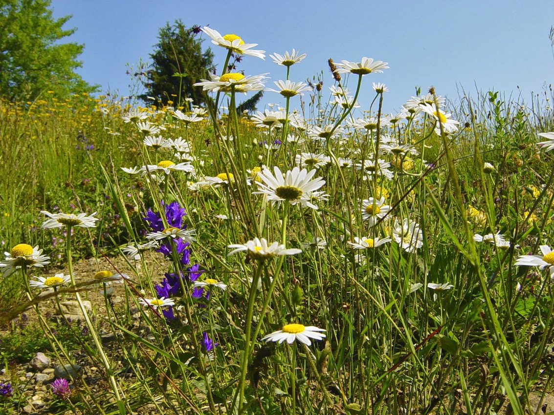 Magerwiese © Markus Burtscher