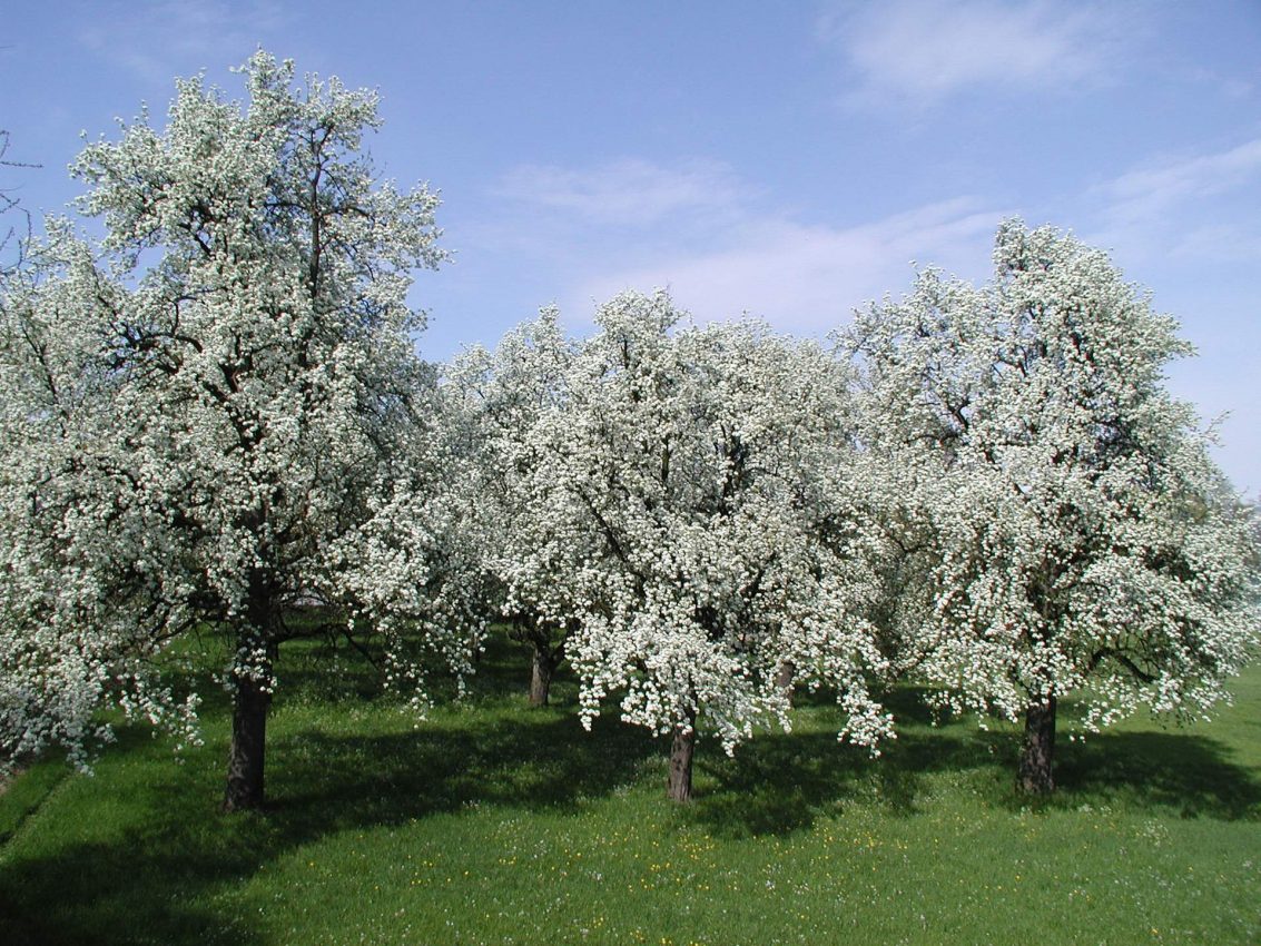 Streuobstwiese © UMG