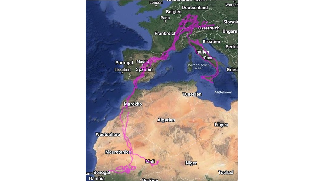 Zugroute der besenderten Störche
