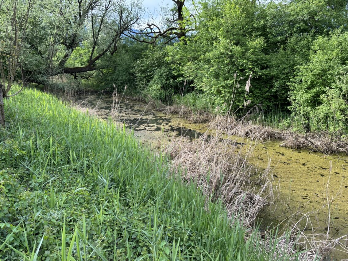 Seelachenbiotope Obere Mähder © RM ESG