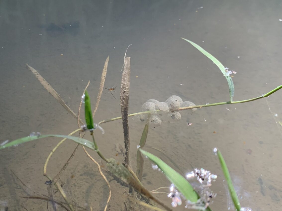 Laichklumpen der Gelbbauchunke © RM ESG