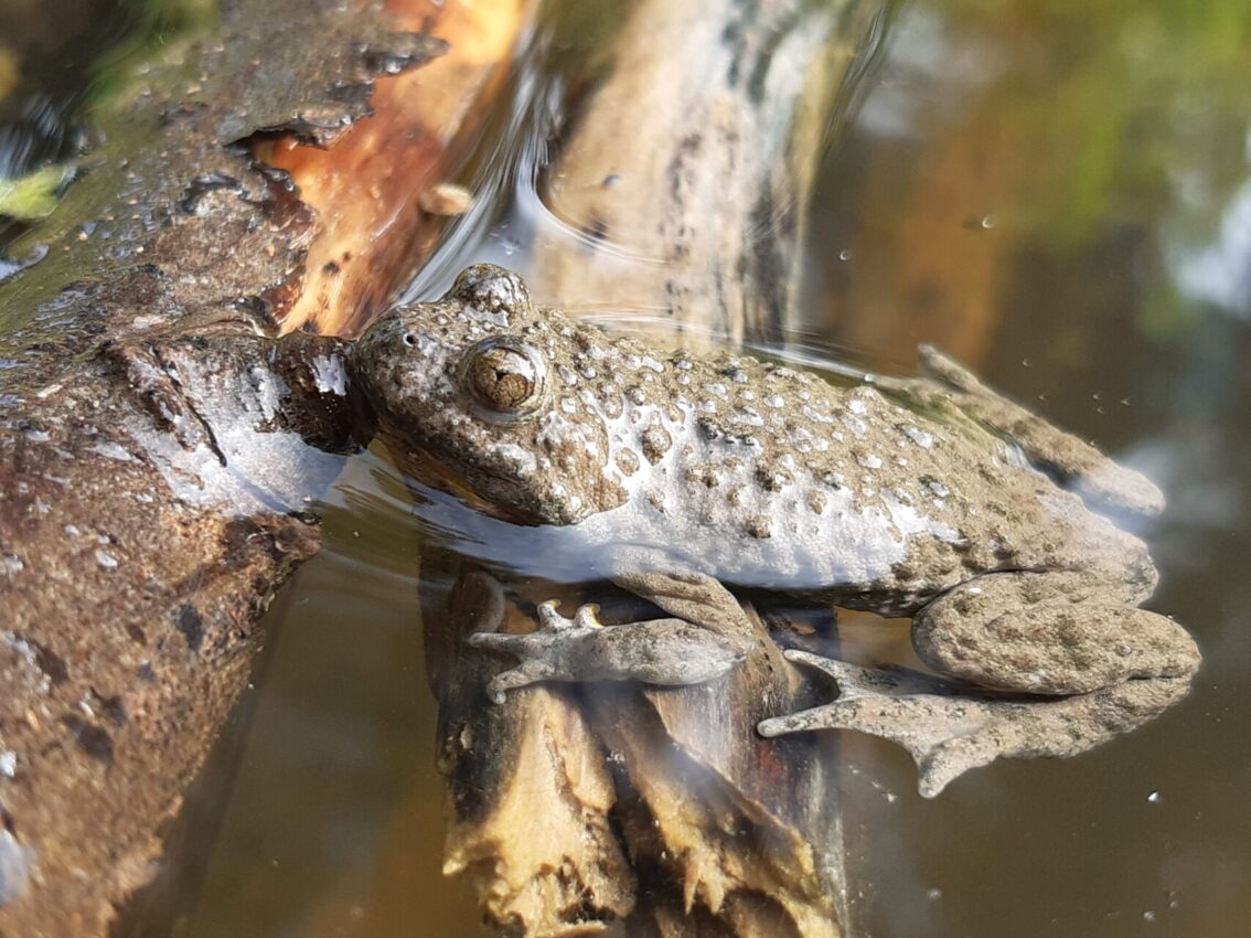 Gelbbauchunke (Bombina variegata) © RM ESG