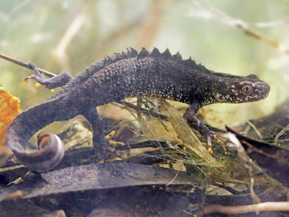 Kammmolch © Die-nATurknipser
