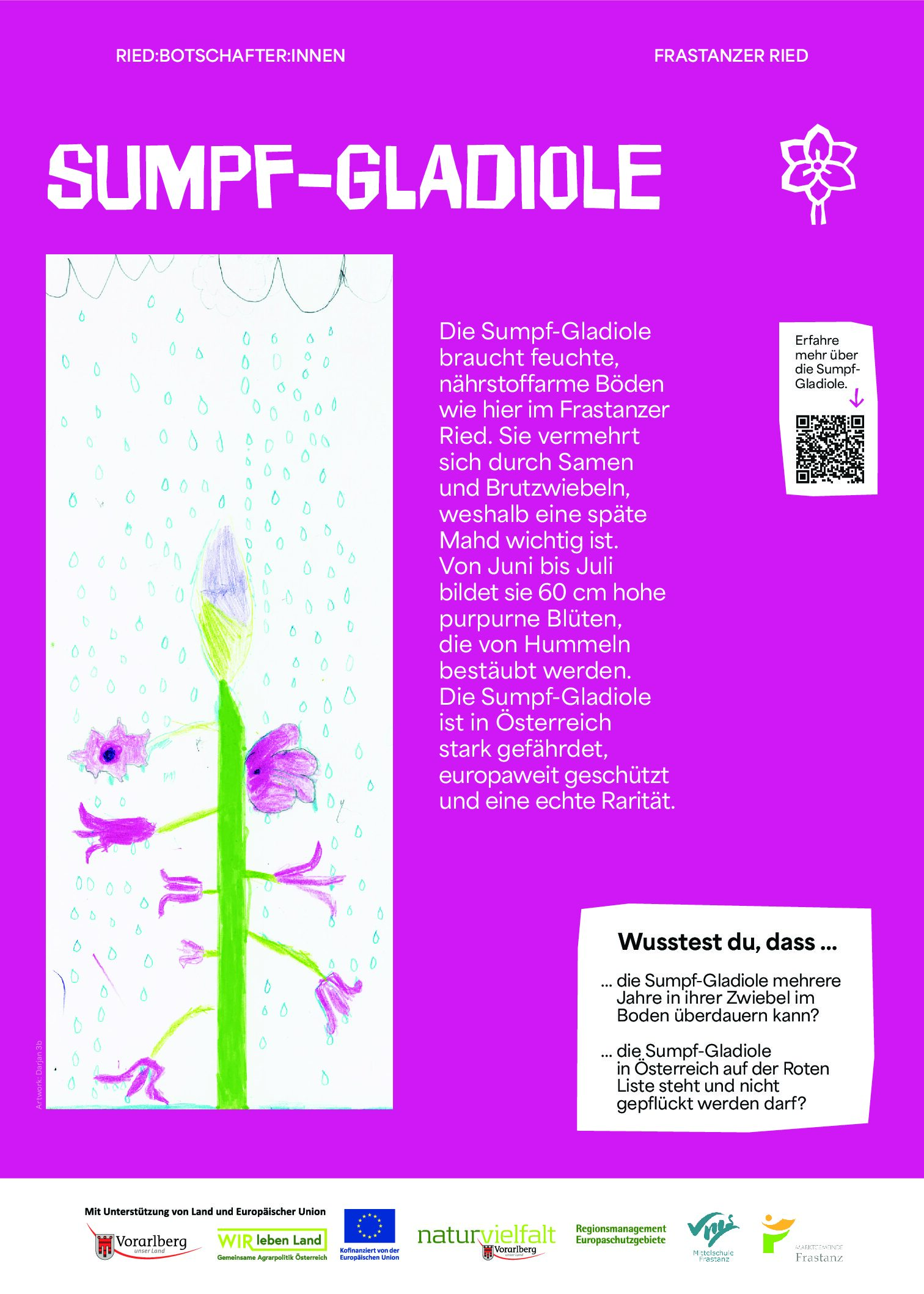NVF_Ried-Botschafter-innen_Stelen_web_Phase2_A3_Sumpfgladiole_web_P