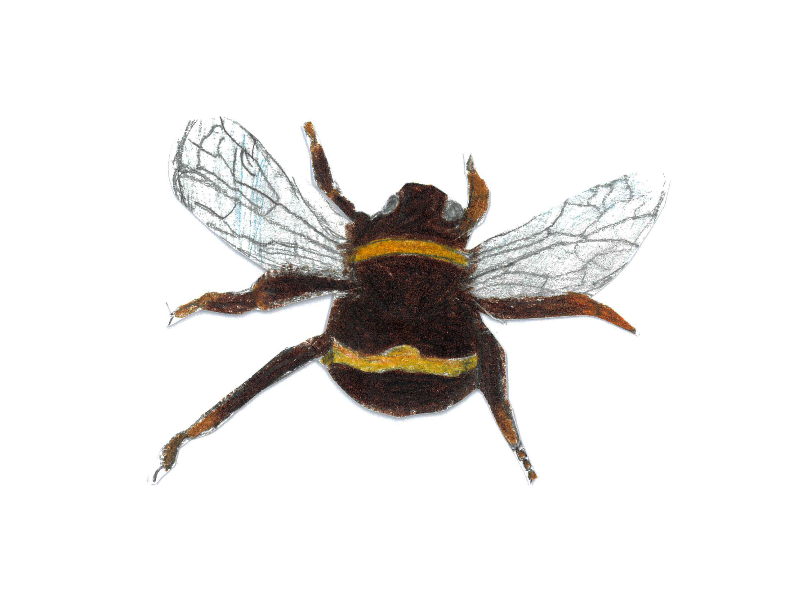 Hummel01