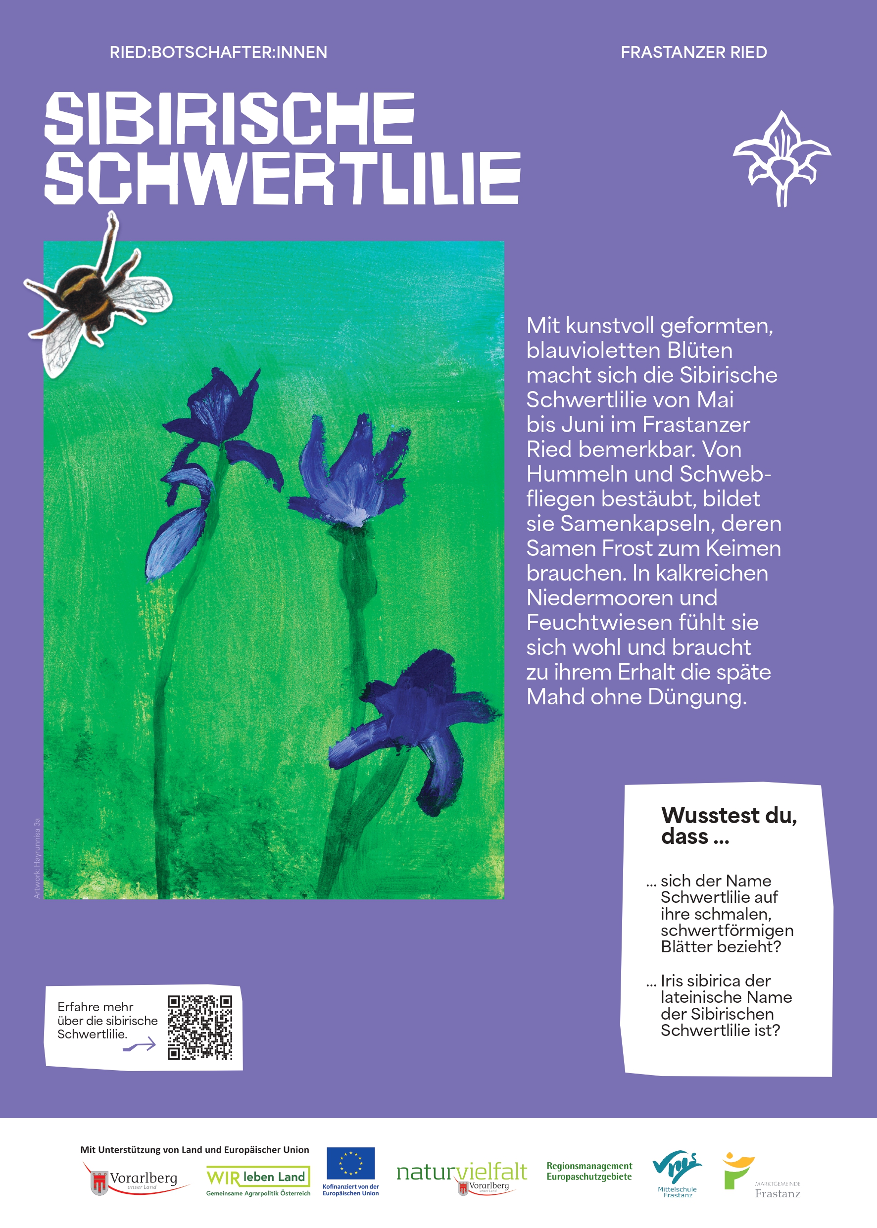 NVF_Ried-Botschafter-innen_Stelen_web_Phase2_A3_SibirischeSchwertlilie_web_P_page-0001