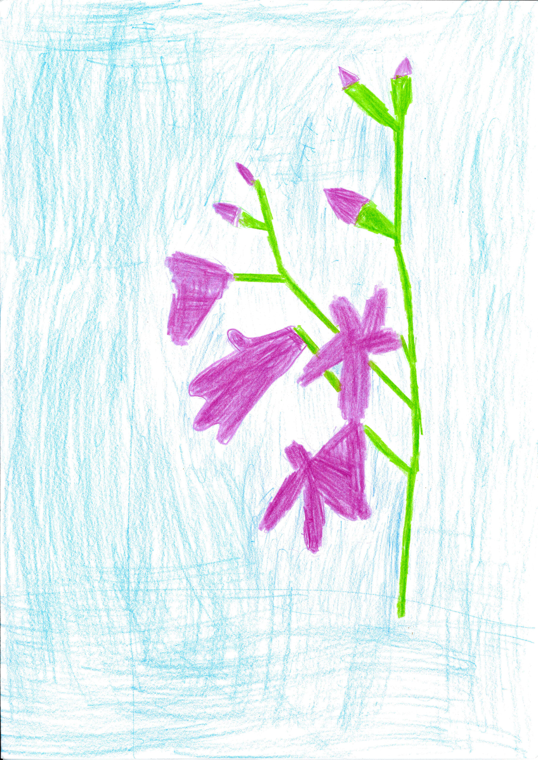 SumpfGladiole02