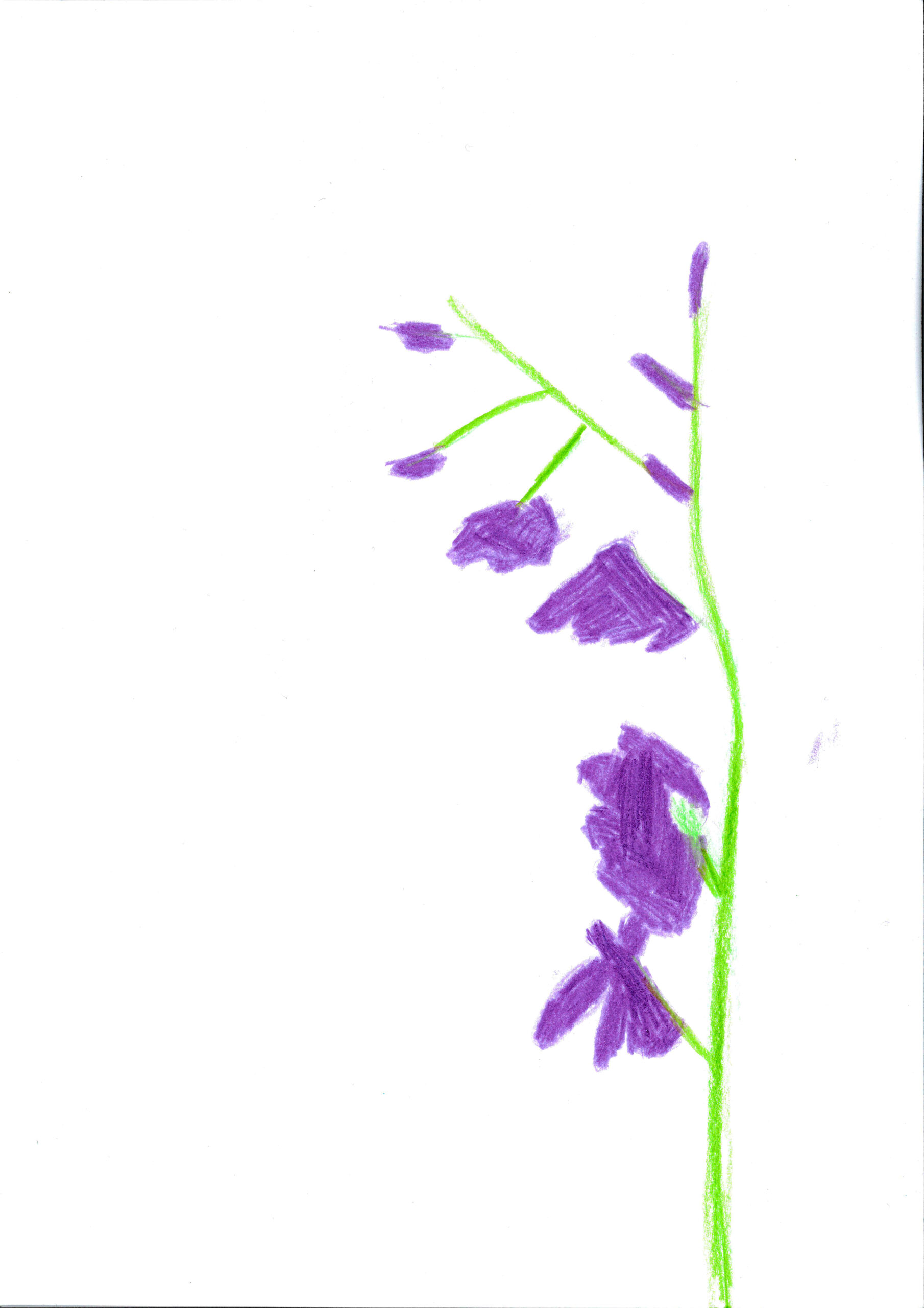 SumpfGladiole03